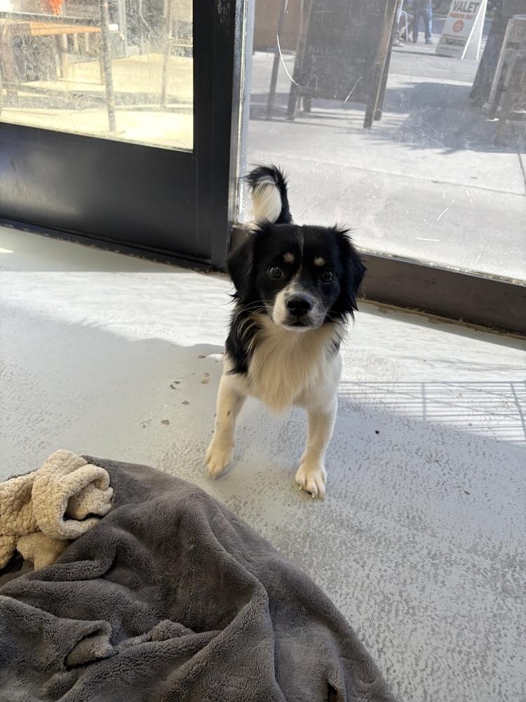 Chavelle 2272, Adoptable, Adult Male Mixed Breed.