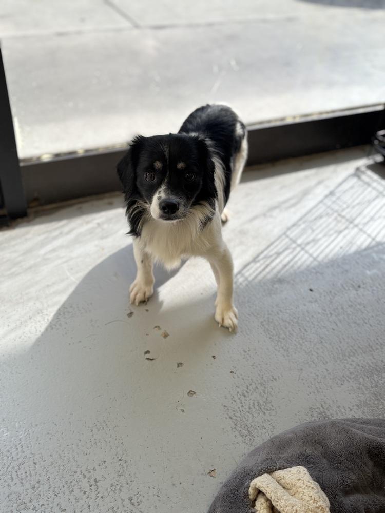 Chavelle 2272, a Adoptable mixed breed in Studio City, CA image 2/3