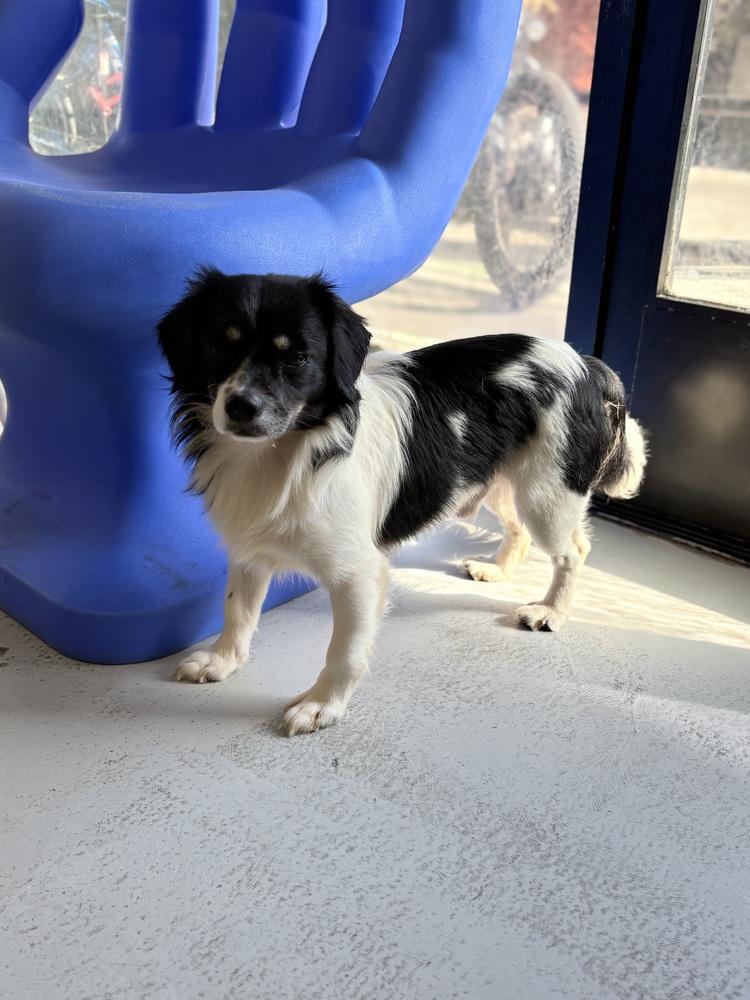 Chavelle 2272, a Adoptable mixed breed in Studio City, CA image 3/3