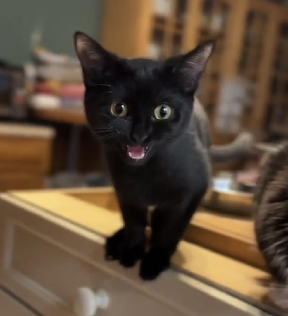 Enlarge Fifi , a Adoptable mixed breed in Fort Oglethorpe, GA image 2/6