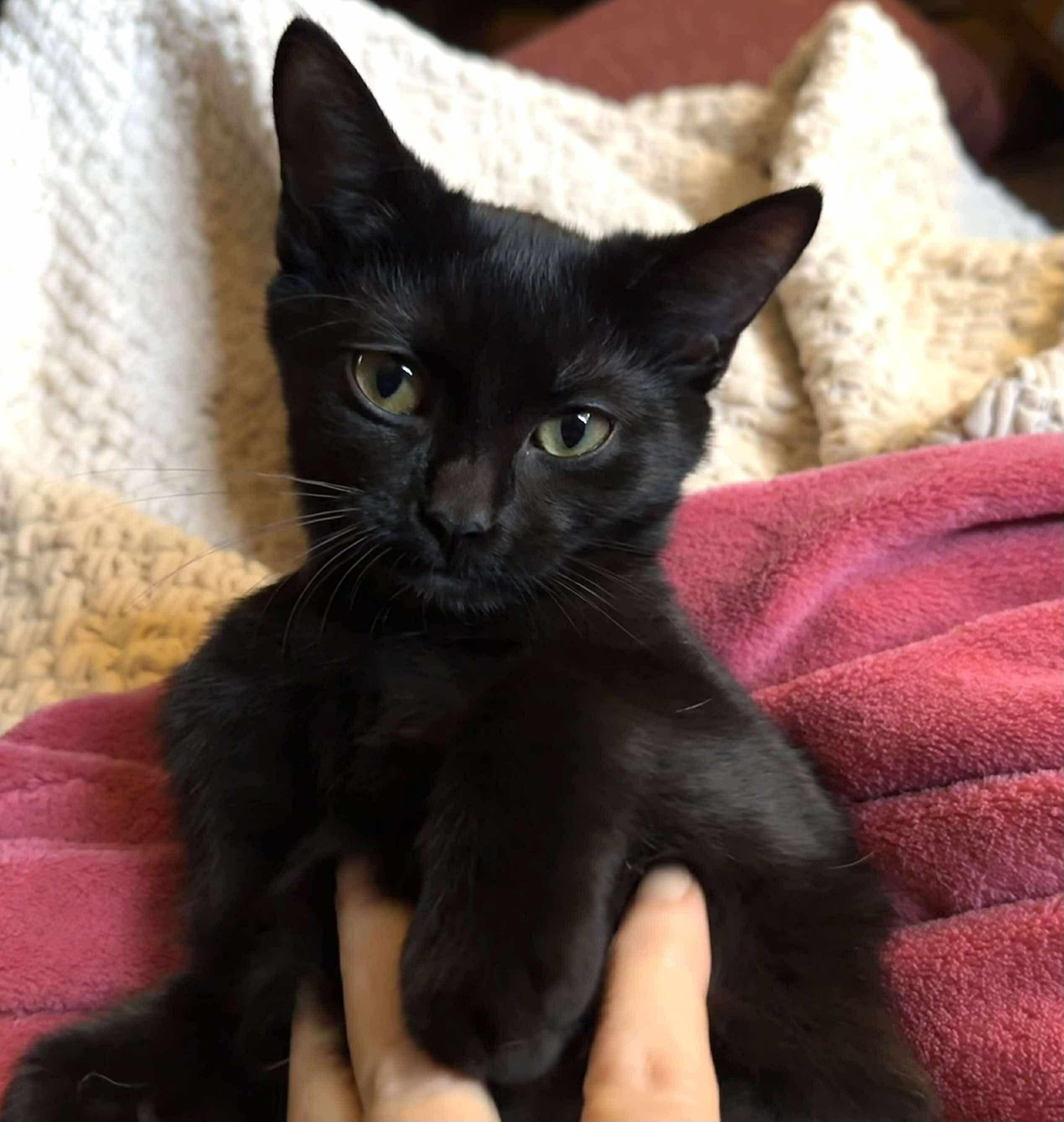 Enlarge Fifi , a Adoptable mixed breed in Fort Oglethorpe, GA image 3/6