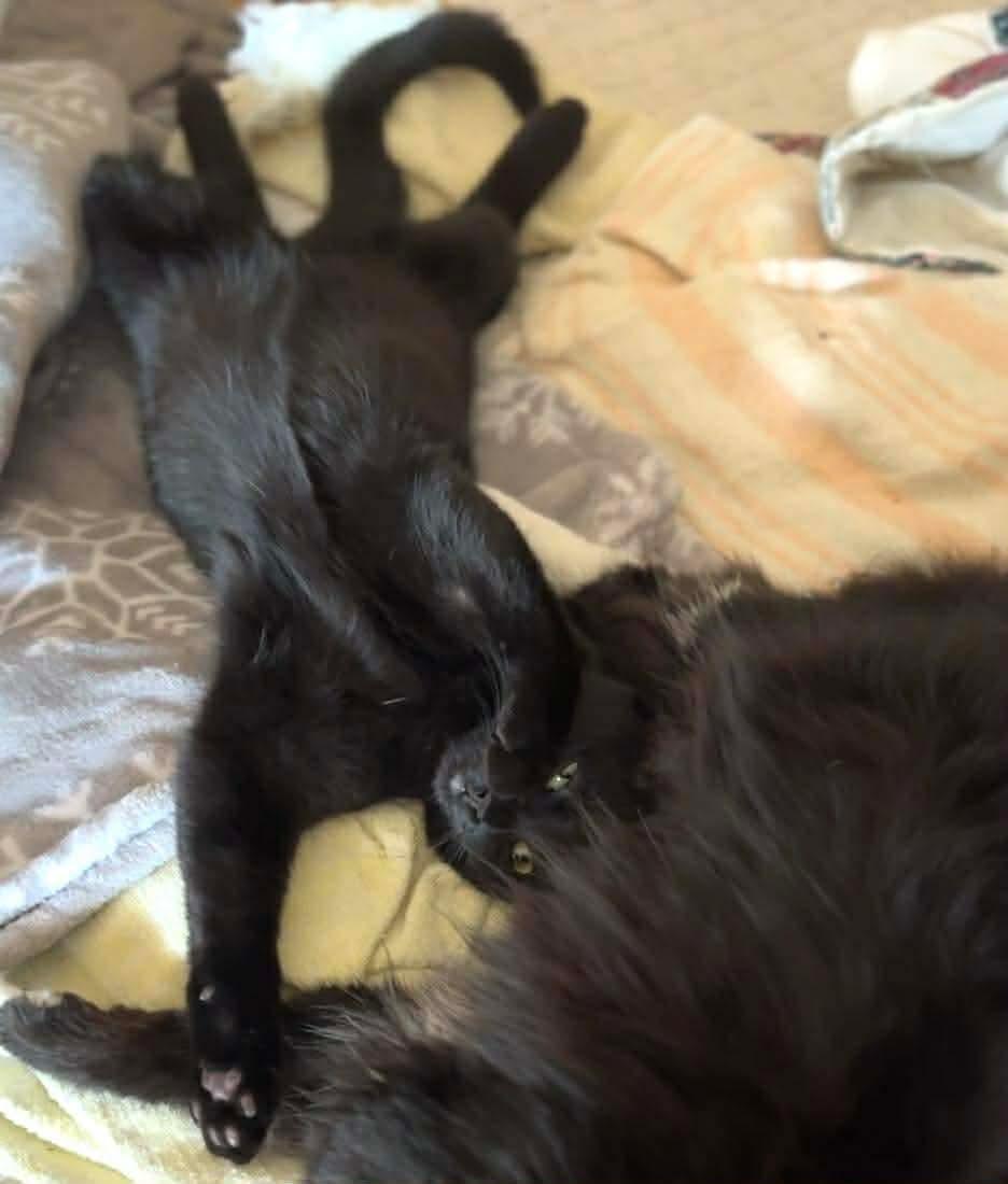 Enlarge Fifi , a Adoptable mixed breed in Fort Oglethorpe, GA image 5/6