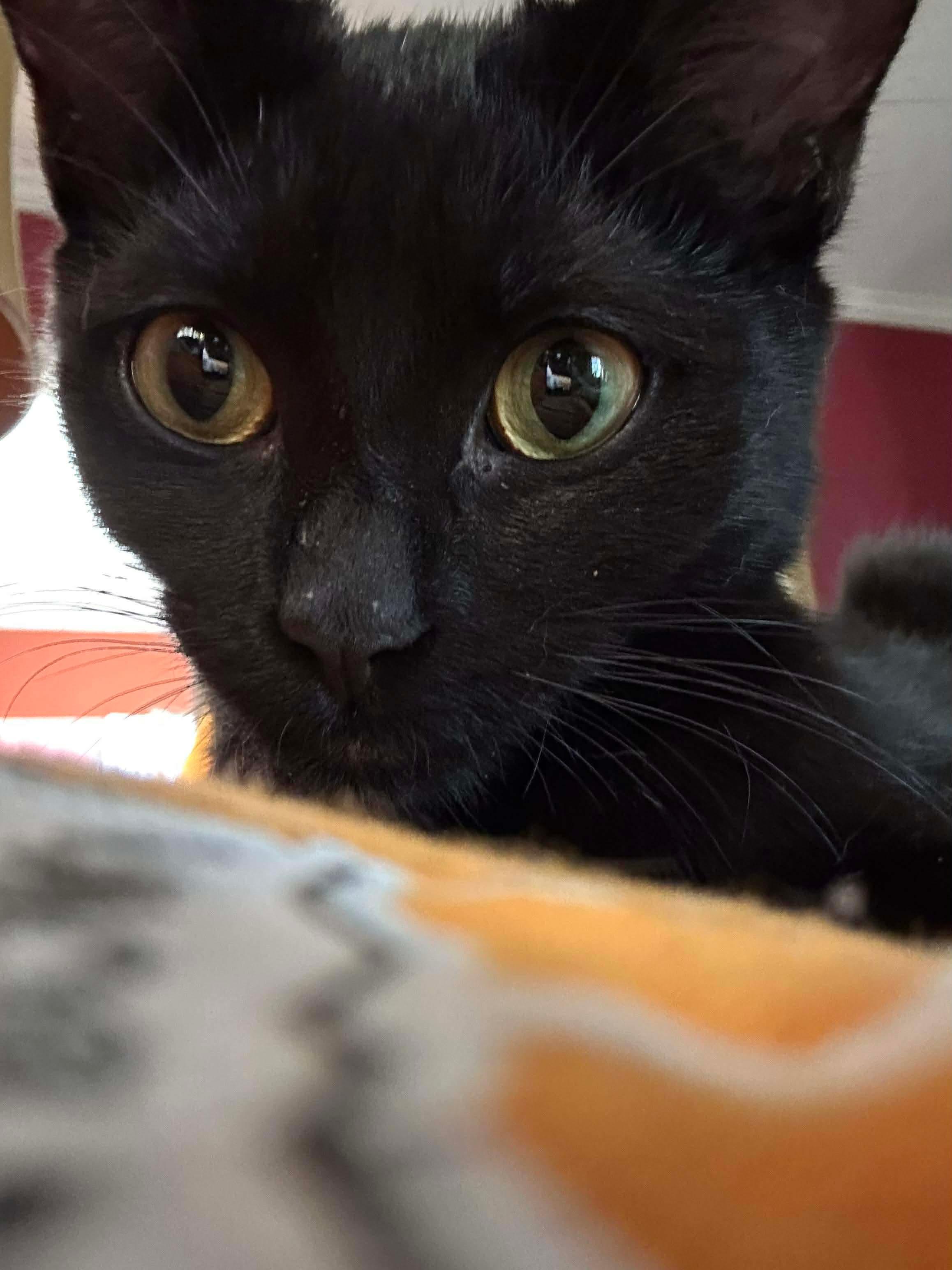 Enlarge Fifi , a Adoptable mixed breed in Fort Oglethorpe, GA image 6/6