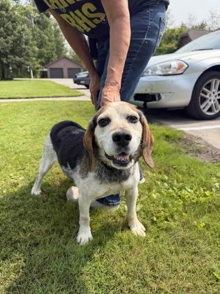 Johnny Cash, a Adoptable mixed breed in Harbor Springs, MI image 1/3