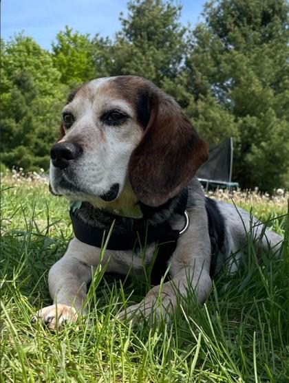 Johnny Cash, a Adoptable mixed breed in Harbor Springs, MI image 2/3