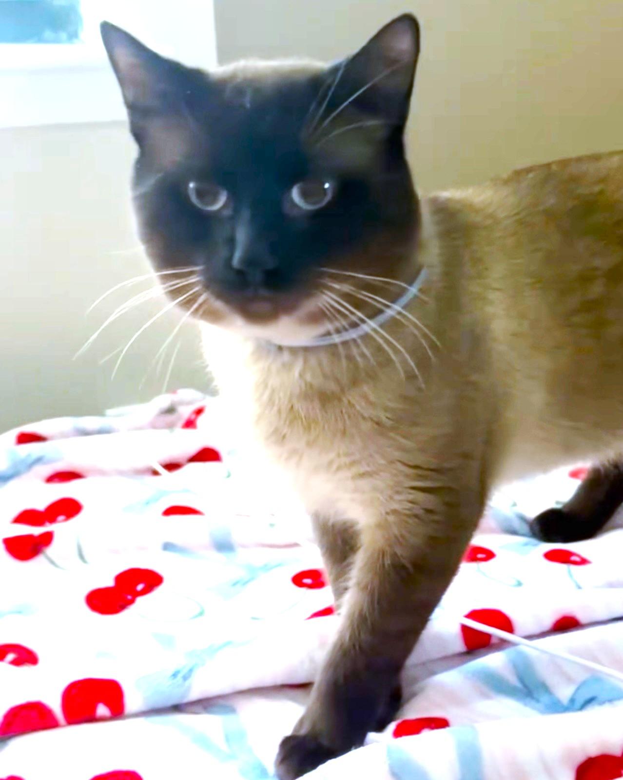 Magnificent Milo! thumbnail 3