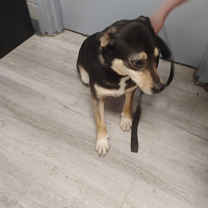 Enlarge SAMPSON 3-10-2026, a Adoptable Australian Cattle Dog / Blue Heeler in Paris , TN image 1/1