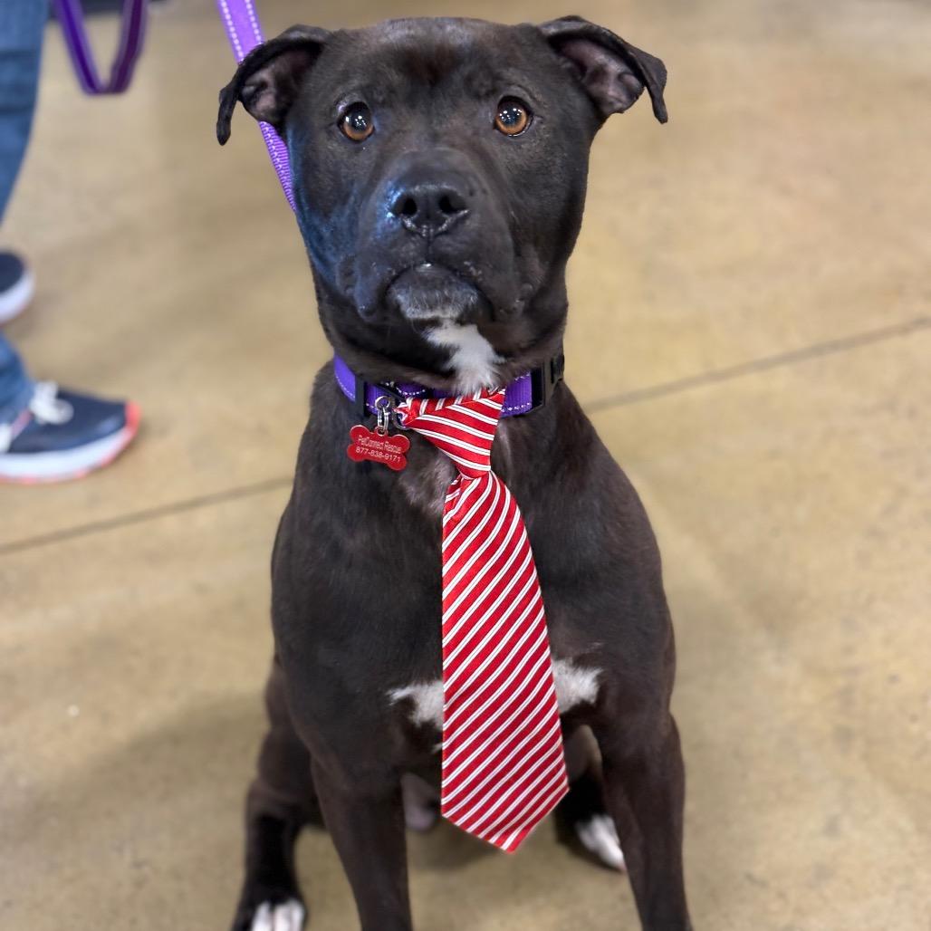 Enlarge Ziggy, a Adoptable Mixed Breed in Potomac, MD image 1/6