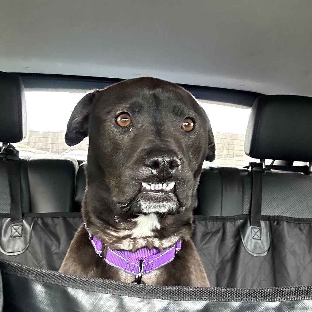 Enlarge Ziggy, a Adoptable Mixed Breed in Potomac, MD image 2/6