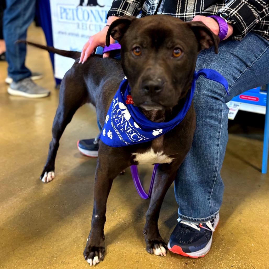 Enlarge Ziggy, a Adoptable Mixed Breed in Potomac, MD image 3/6