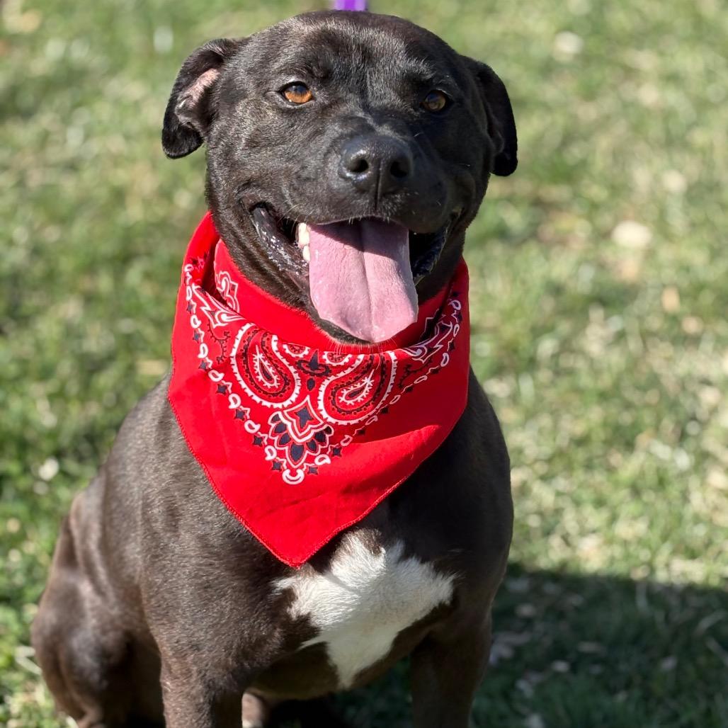 Enlarge Ziggy, a Adoptable Mixed Breed in Potomac, MD image 4/6