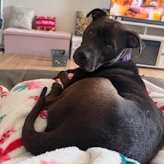 Enlarge Ziggy, a Adoptable Mixed Breed in Potomac, MD image 5/6