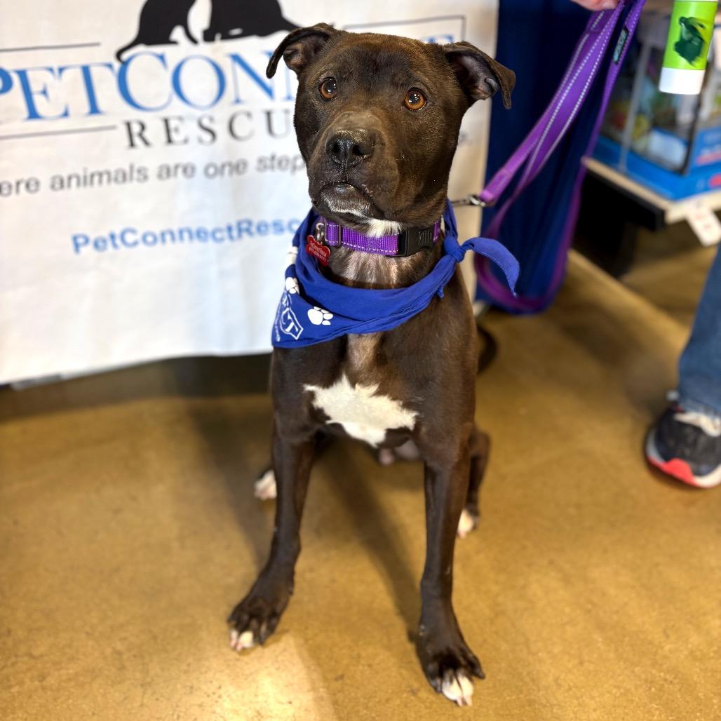 Enlarge Ziggy, a Adoptable Mixed Breed in Potomac, MD image 6/6