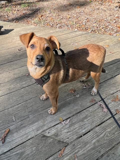 Enlarge Tiffany, a Adoptable mixed breed in Farmingville, NY image 1/2