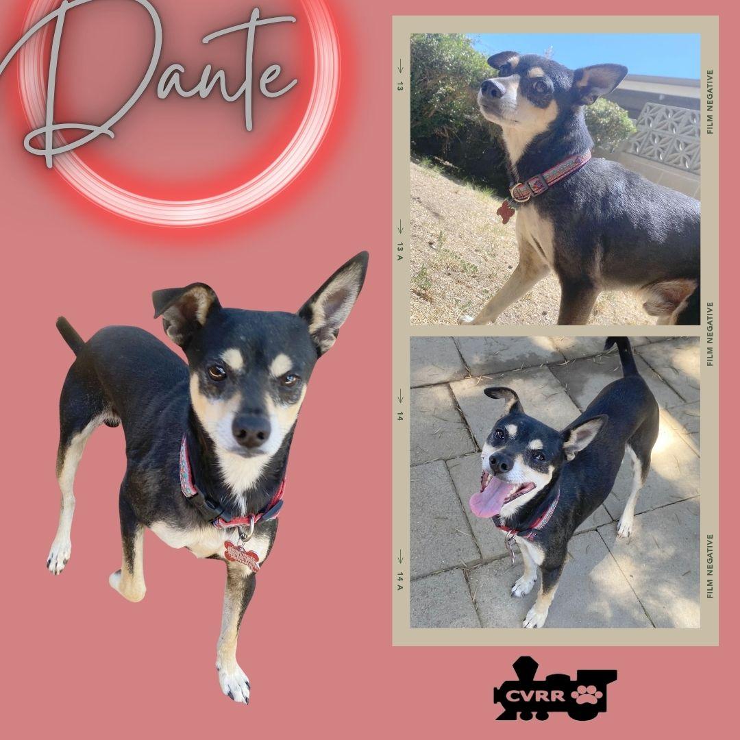 Dante, Adoptable, Adult Male Rat Terrier.
