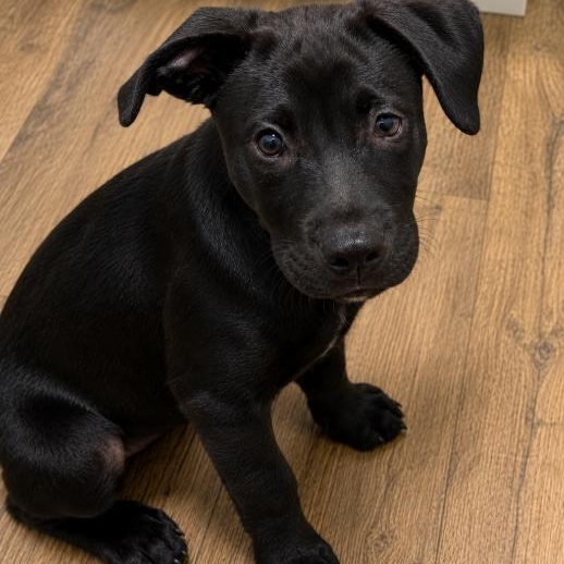 Lovely Laguna, a Adoptable mixed breed in Reston, VA image 2/3