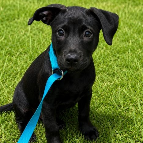 Lovely Laguna, a Adoptable mixed breed in Reston, VA image 3/3