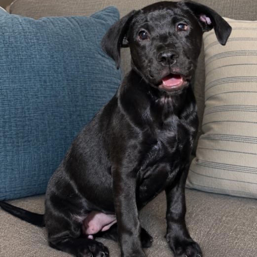 Lovely Laguna, Adoptable, Puppy Female Labrador Retriever.