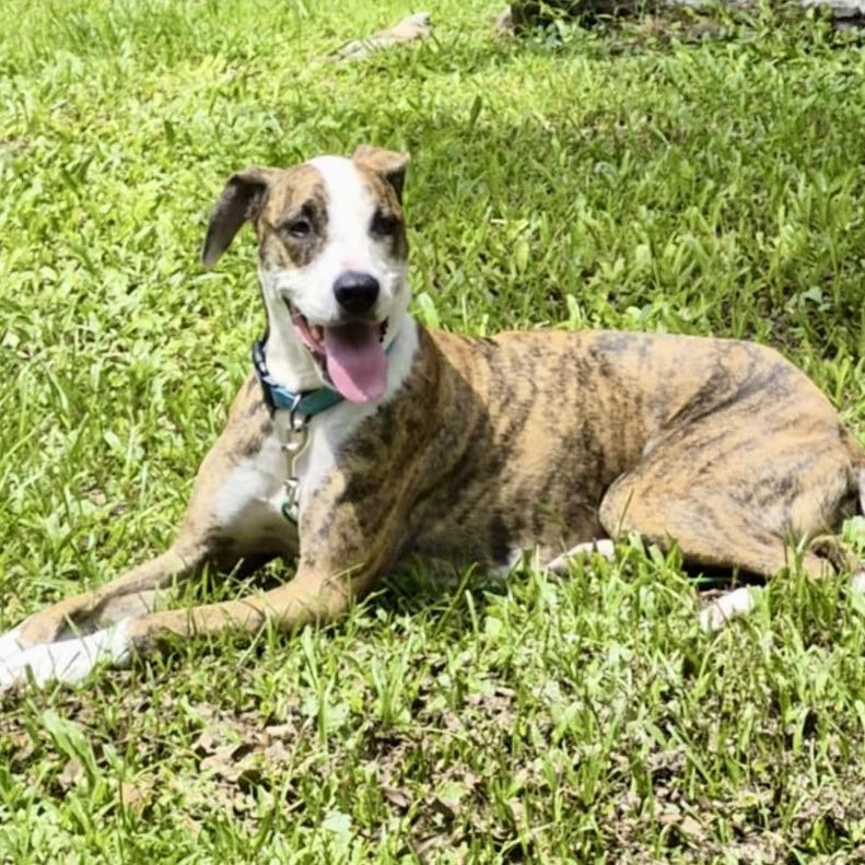 Harley, Adoptable, Adult Female Greyhound.