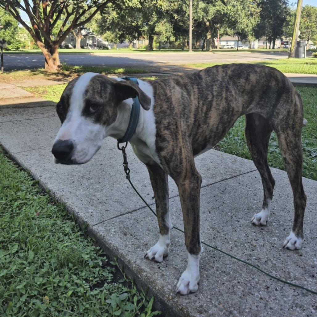 Harley, Adoptable, Adult Female Greyhound.