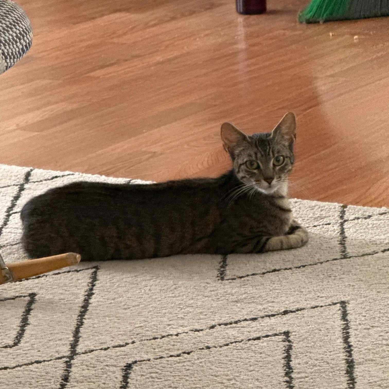 Suzuki 4-Stroke, a Adoptable Domestic Short Hair in Los Angeles, CA image 4/6