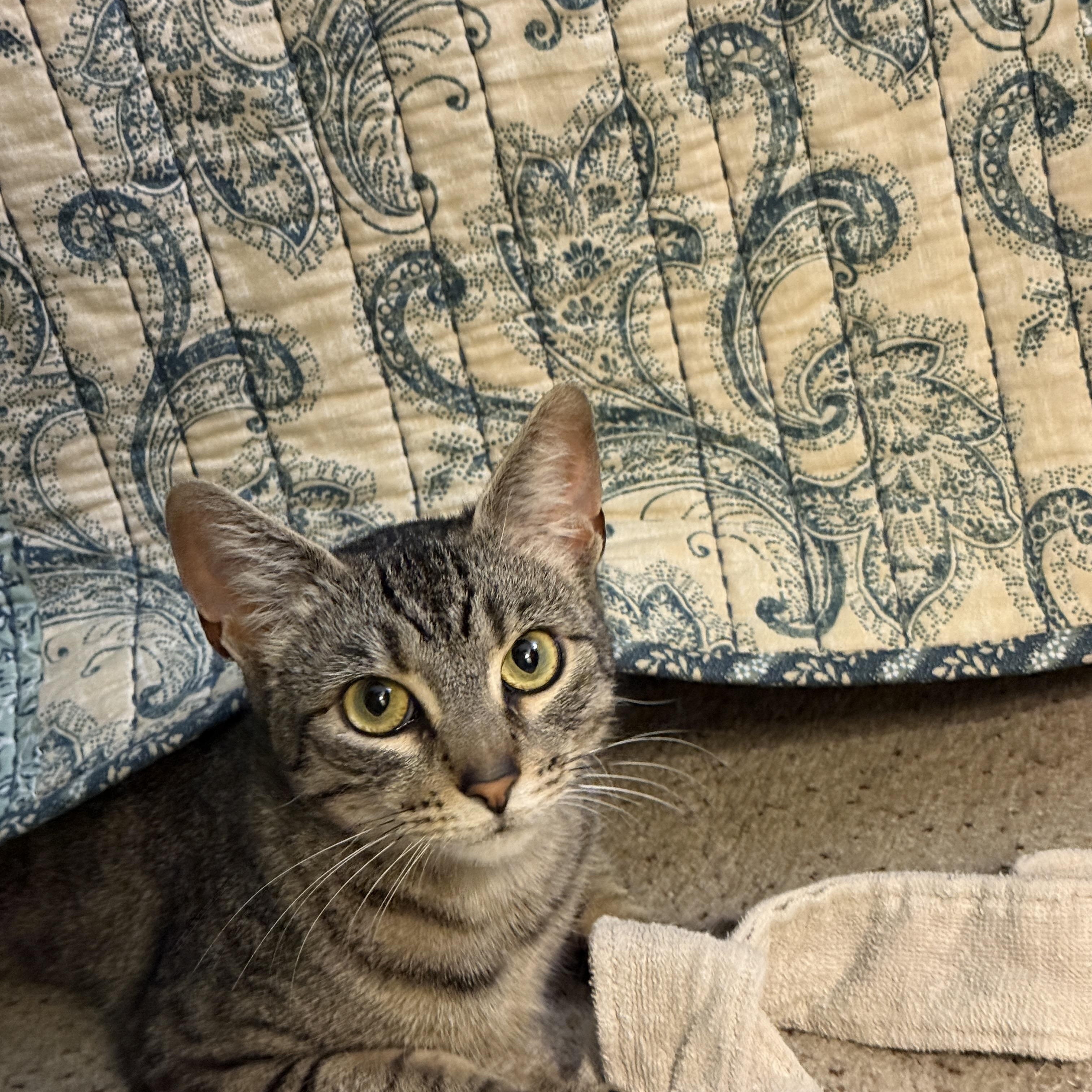 Suzuki 4-Stroke, a Adoptable Domestic Short Hair in Los Angeles, CA image 3/6
