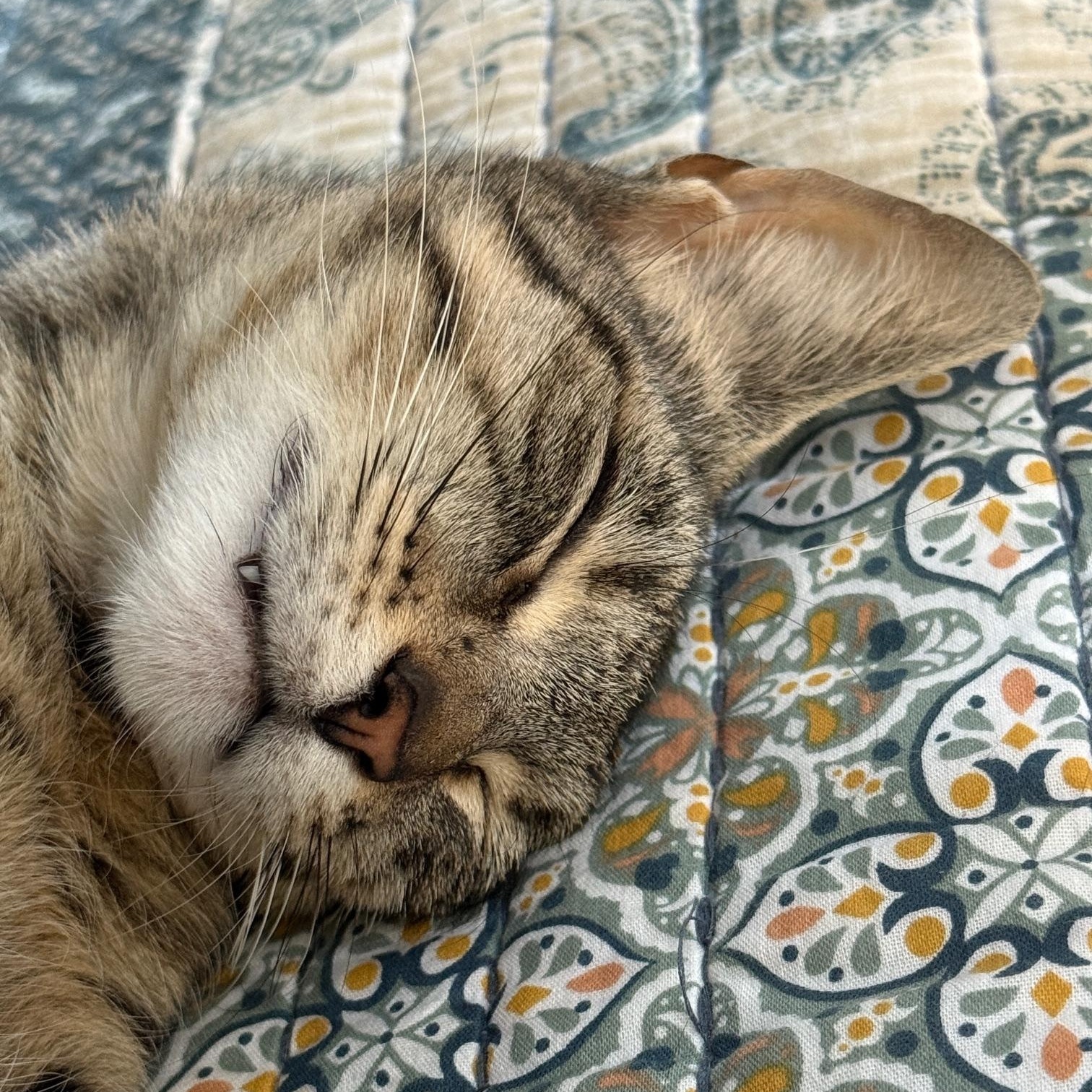Suzuki 4-Stroke, a Adoptable Domestic Short Hair in Los Angeles, CA image 5/6