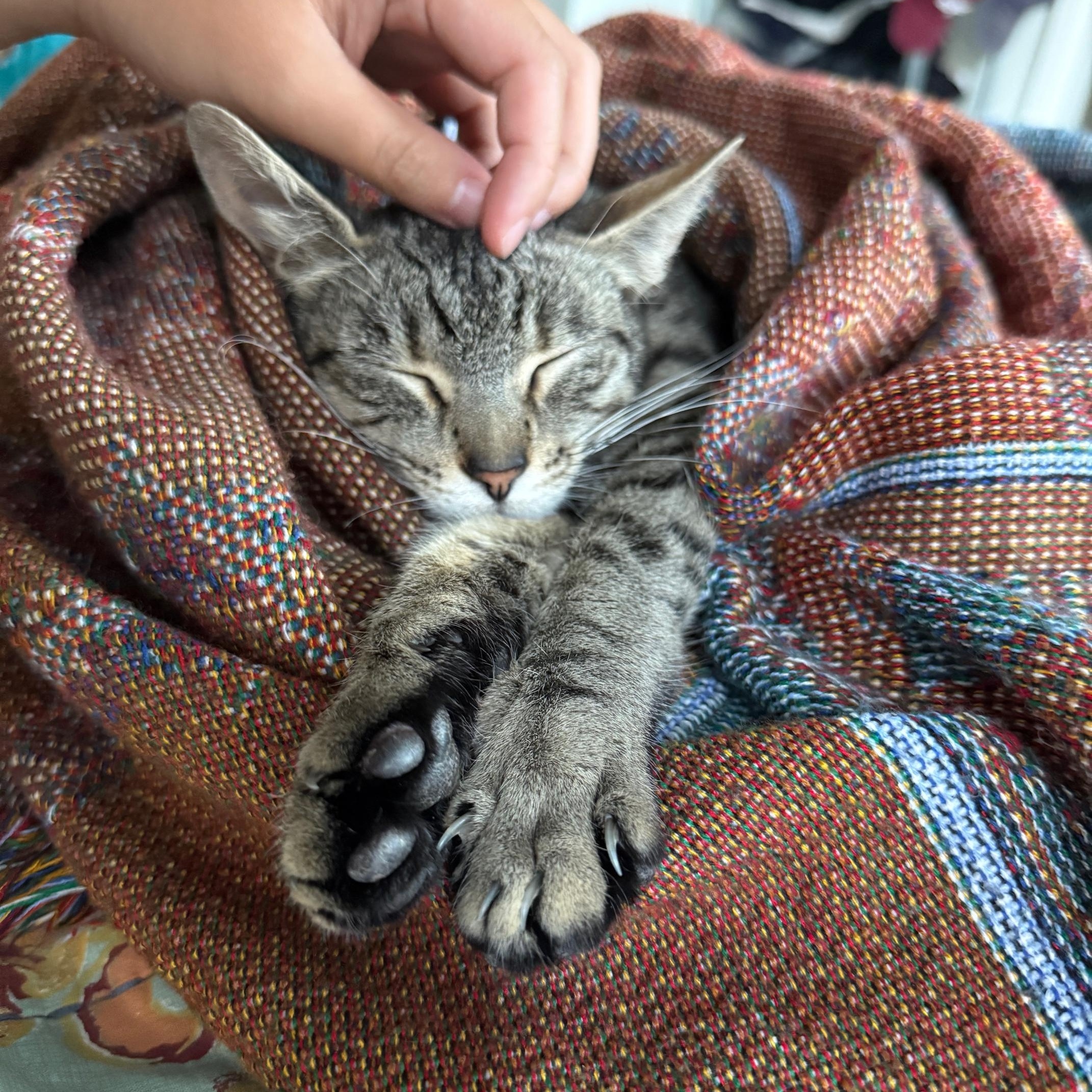 Suzuki 4-Stroke, a Adoptable Domestic Short Hair in Los Angeles, CA image 2/6
