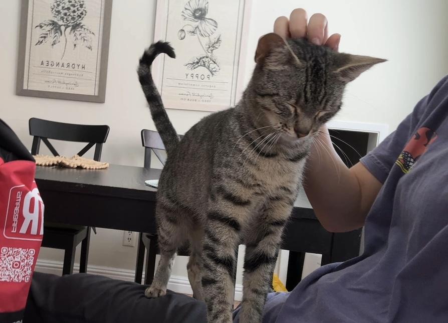Suzuki 4-Stroke, a Adoptable Domestic Short Hair in Los Angeles, CA image 6/6