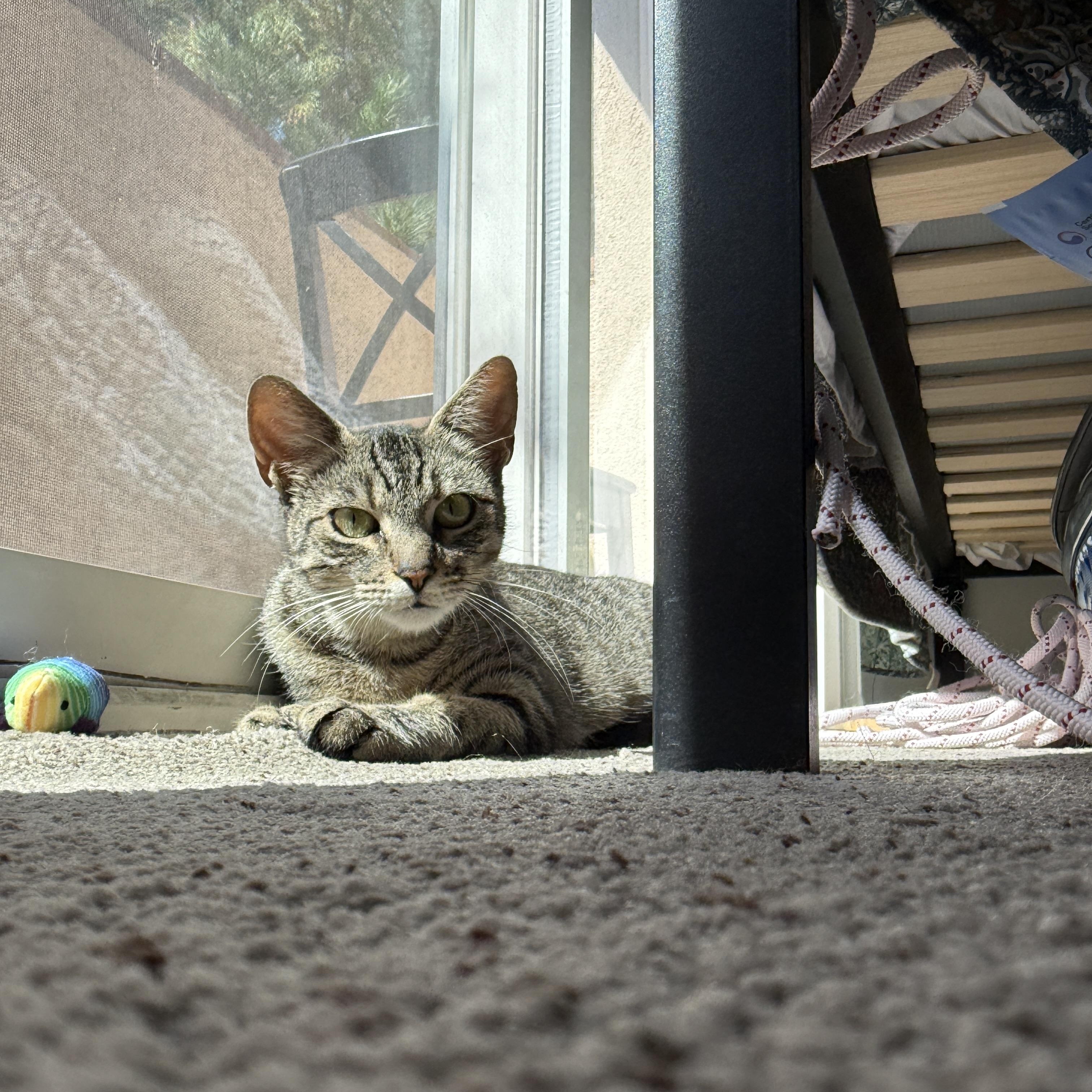 Suzuki 4-Stroke, Adoptable, Young Female Domestic Short Hair.