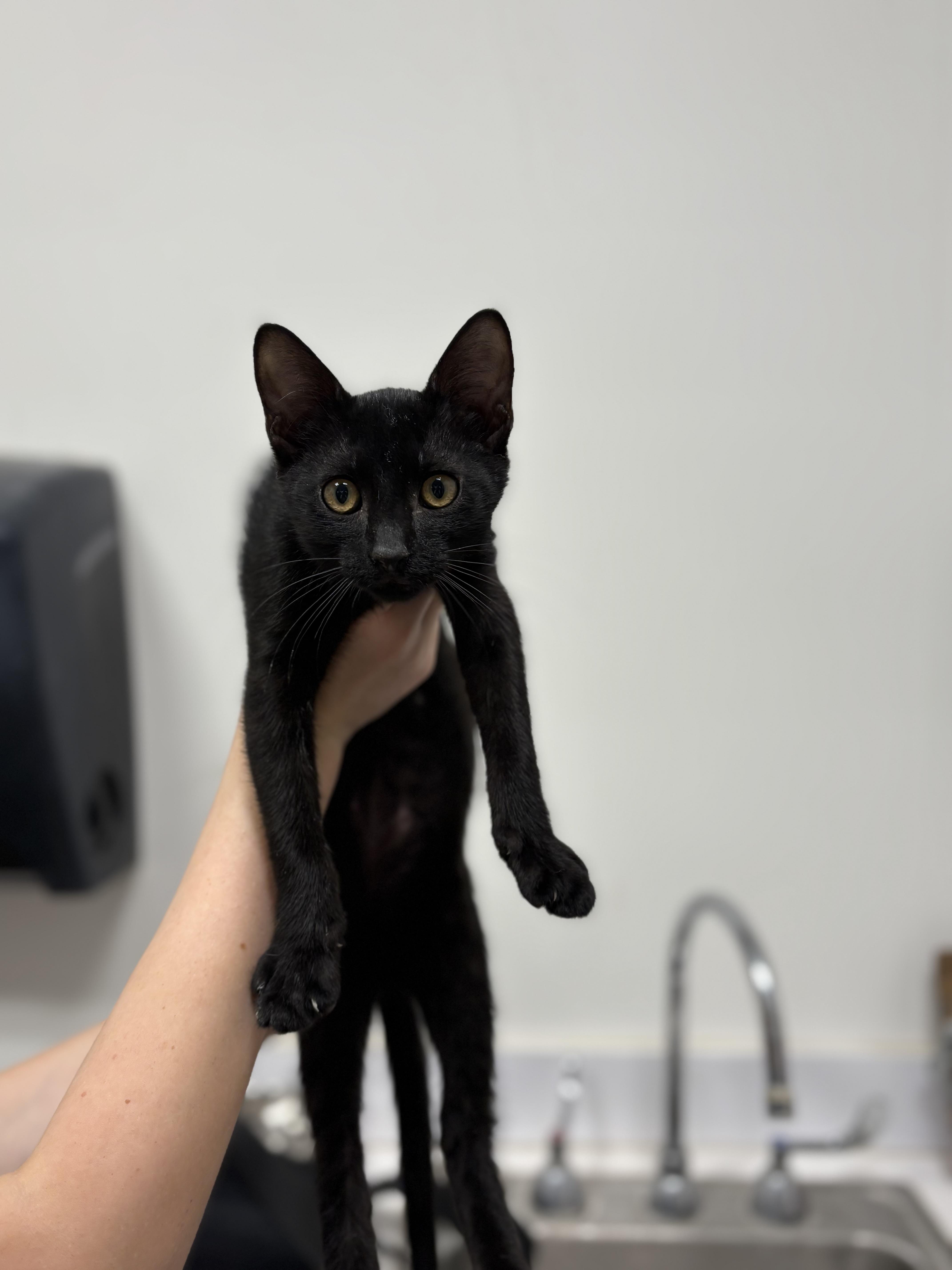 Kkuma, Adoptable, Kitten Female Domestic Short Hair.