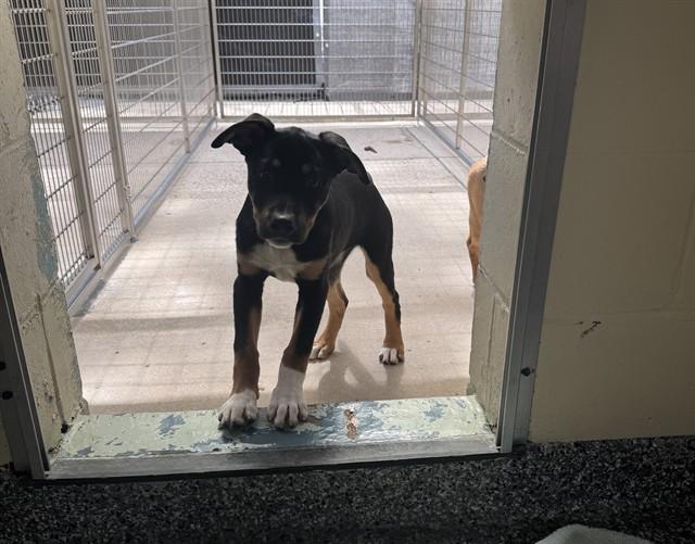 Enlarge VELMA, a Adoptable mixed breed in Brewster, MA image 1/1