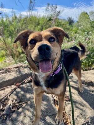 Enlarge Chili, an adopted mixed breed in Santa Paula, CA image 2/6
