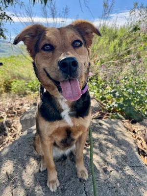 Chili, adopted, Young Female Shepherd & Cattle Dog.
