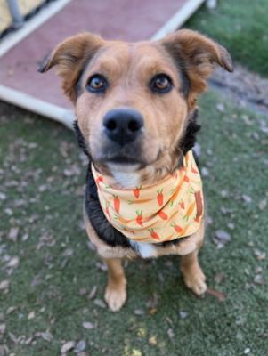 Enlarge Chili, an adopted mixed breed in Santa Paula, CA image 4/6