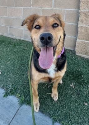 Enlarge Chili, an adopted mixed breed in Santa Paula, CA image 5/6