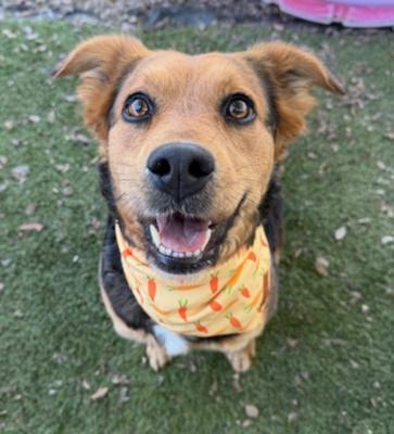 Enlarge Chili, an adopted mixed breed in Santa Paula, CA image 3/6
