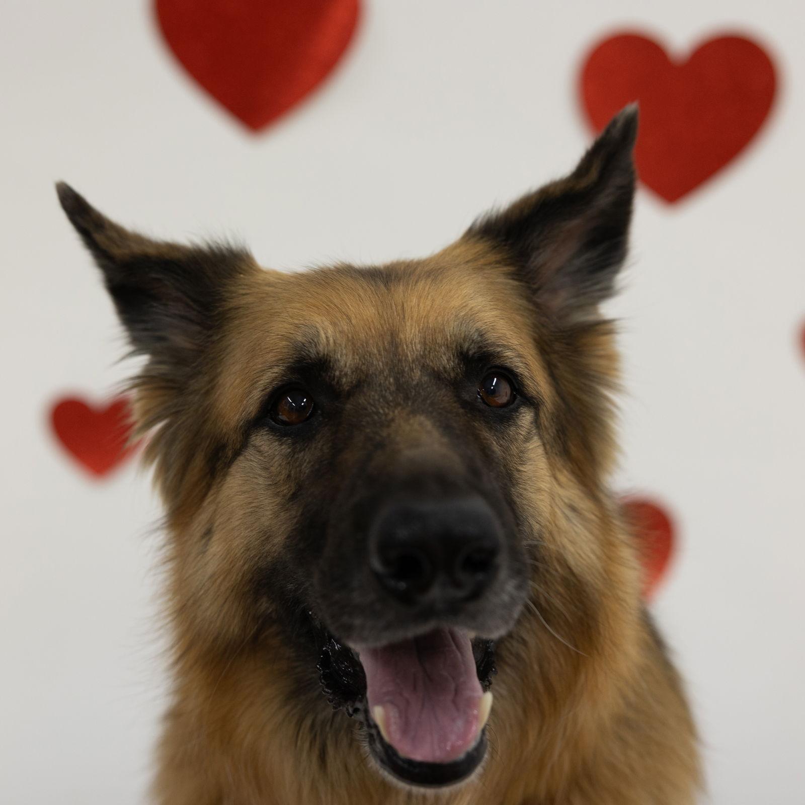 Pippi, Adoptable, Adult Female German Shepherd Dog.