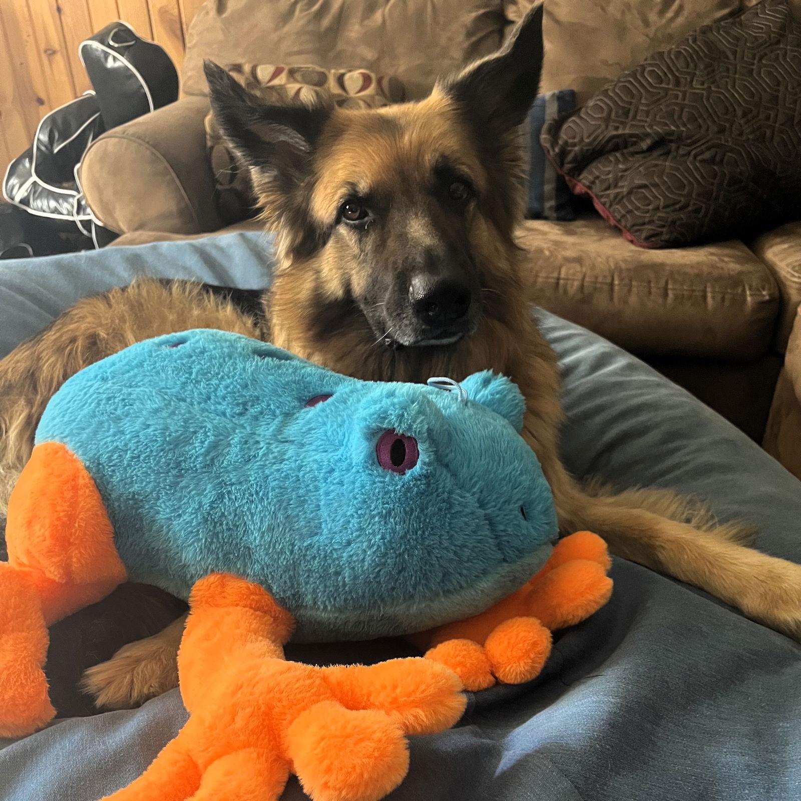 Pippi, Adoptable, Adult Female German Shepherd Dog.