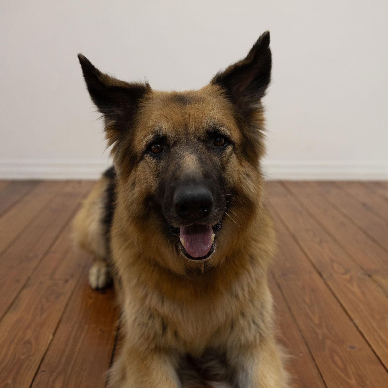 Pippi, Adoptable, Senior Female German Shepherd Dog.