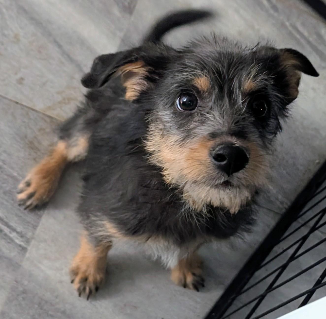 gidget , a ADOPTABLE mixed breed in Saint David, AZ image 1/4
