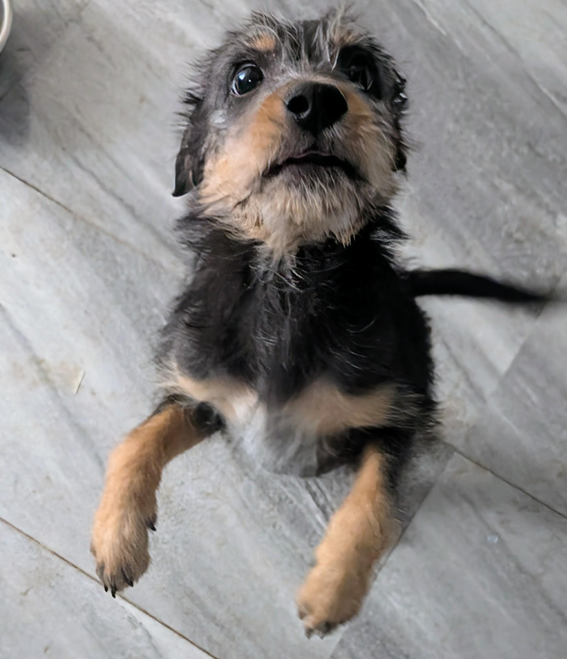 gidget , a ADOPTABLE mixed breed in Saint David, AZ image 3/4