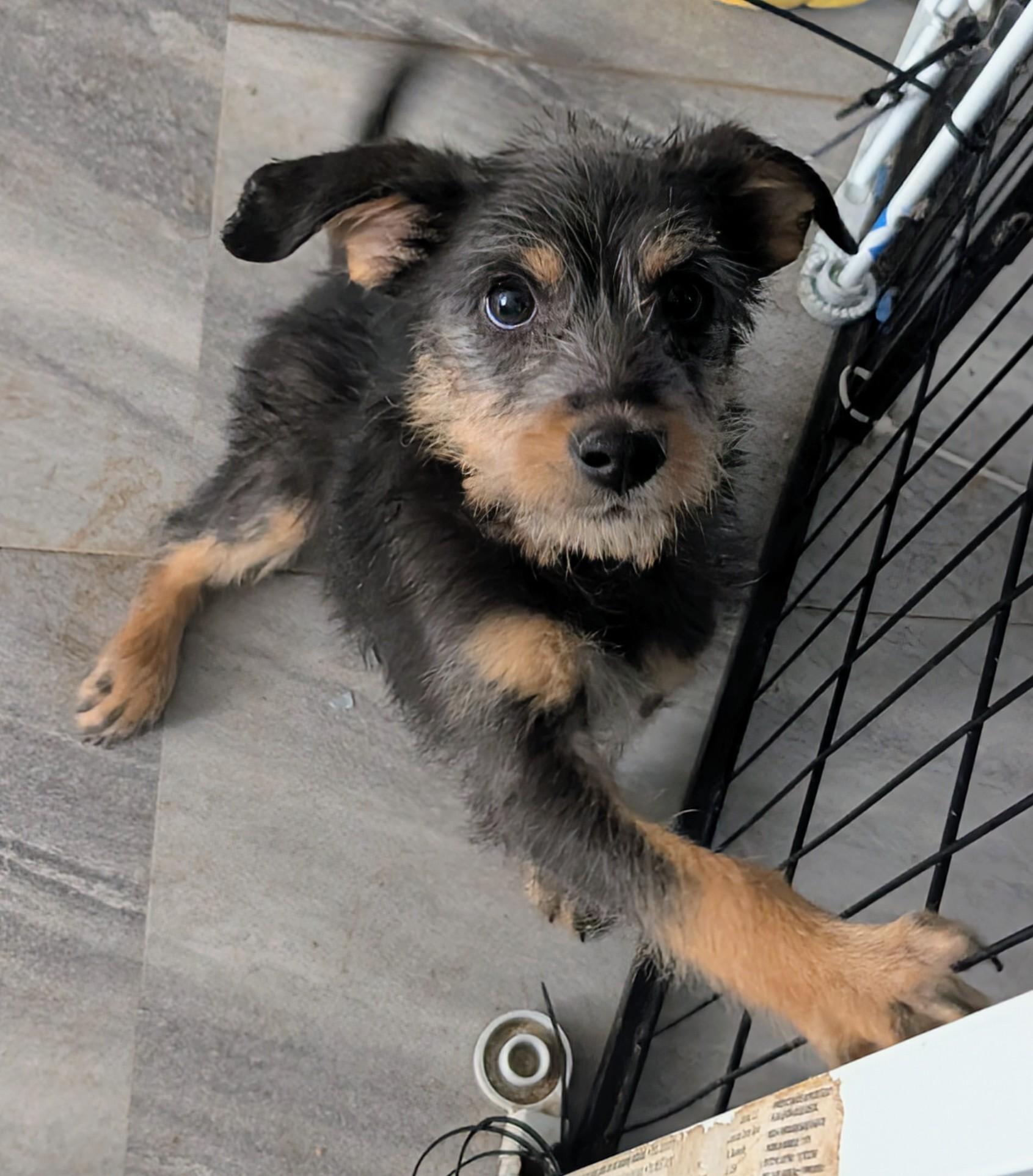 gidget , a ADOPTABLE mixed breed in Saint David, AZ image 2/4