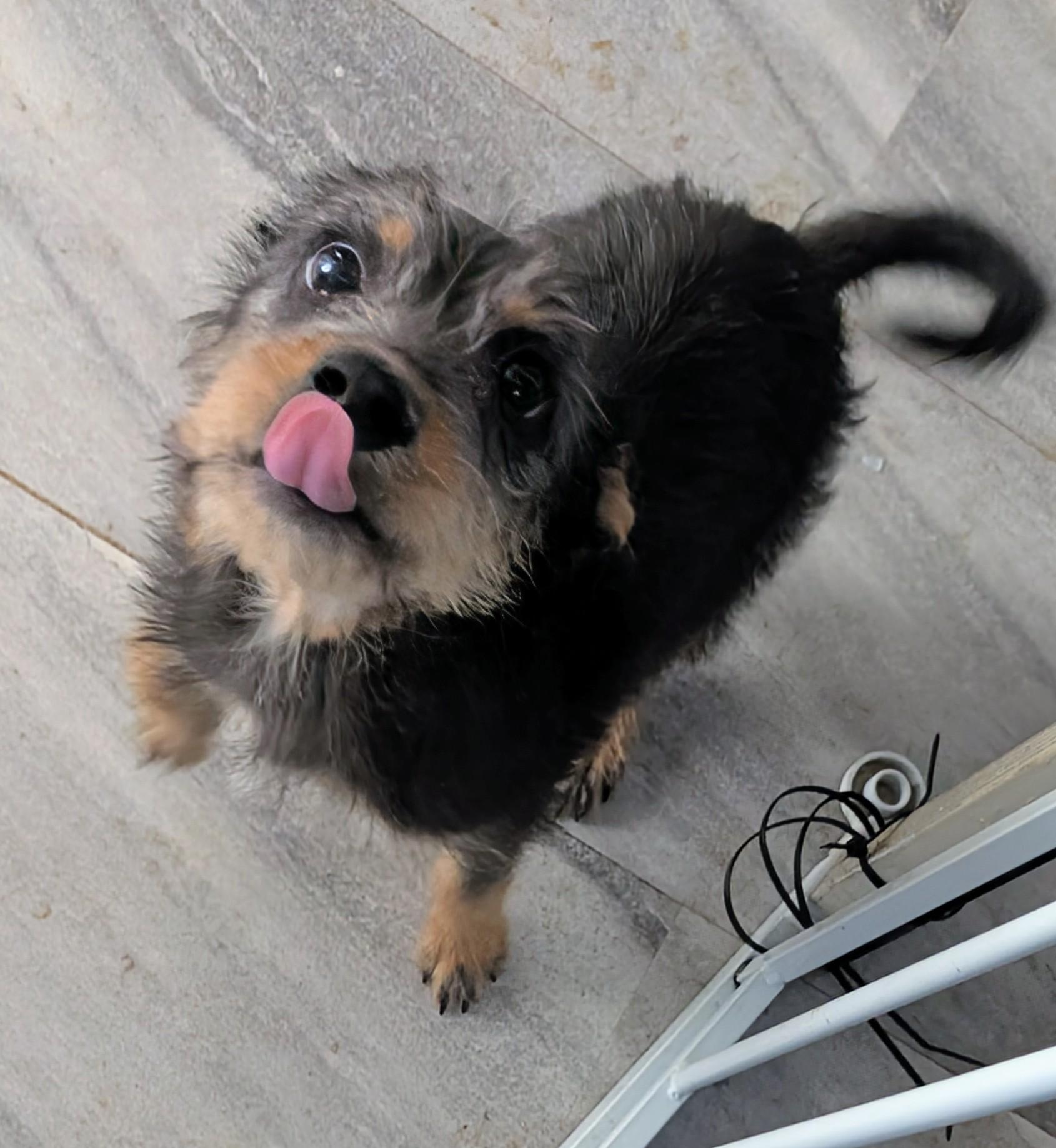 gidget , a ADOPTABLE mixed breed in Saint David, AZ image 4/4