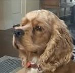 JW, Adoptable, Adult Male Cocker Spaniel.