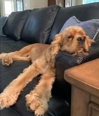 Enlarge JW, a Adoptable Cocker Spaniel in Plano, TX image 2/5