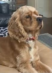 Enlarge JW, a Adoptable Cocker Spaniel in Plano, TX image 4/5