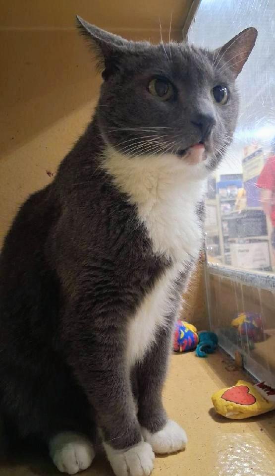 Enlarge Gracie, an adoptable Tuxedo in Waynesboro, VA image 2/6