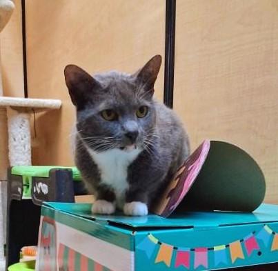 Enlarge Gracie, an adoptable Tuxedo in Waynesboro, VA image 1/6