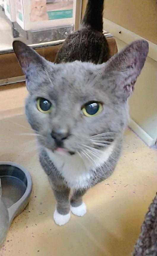 Enlarge Gracie, an adoptable Tuxedo in Waynesboro, VA image 5/6